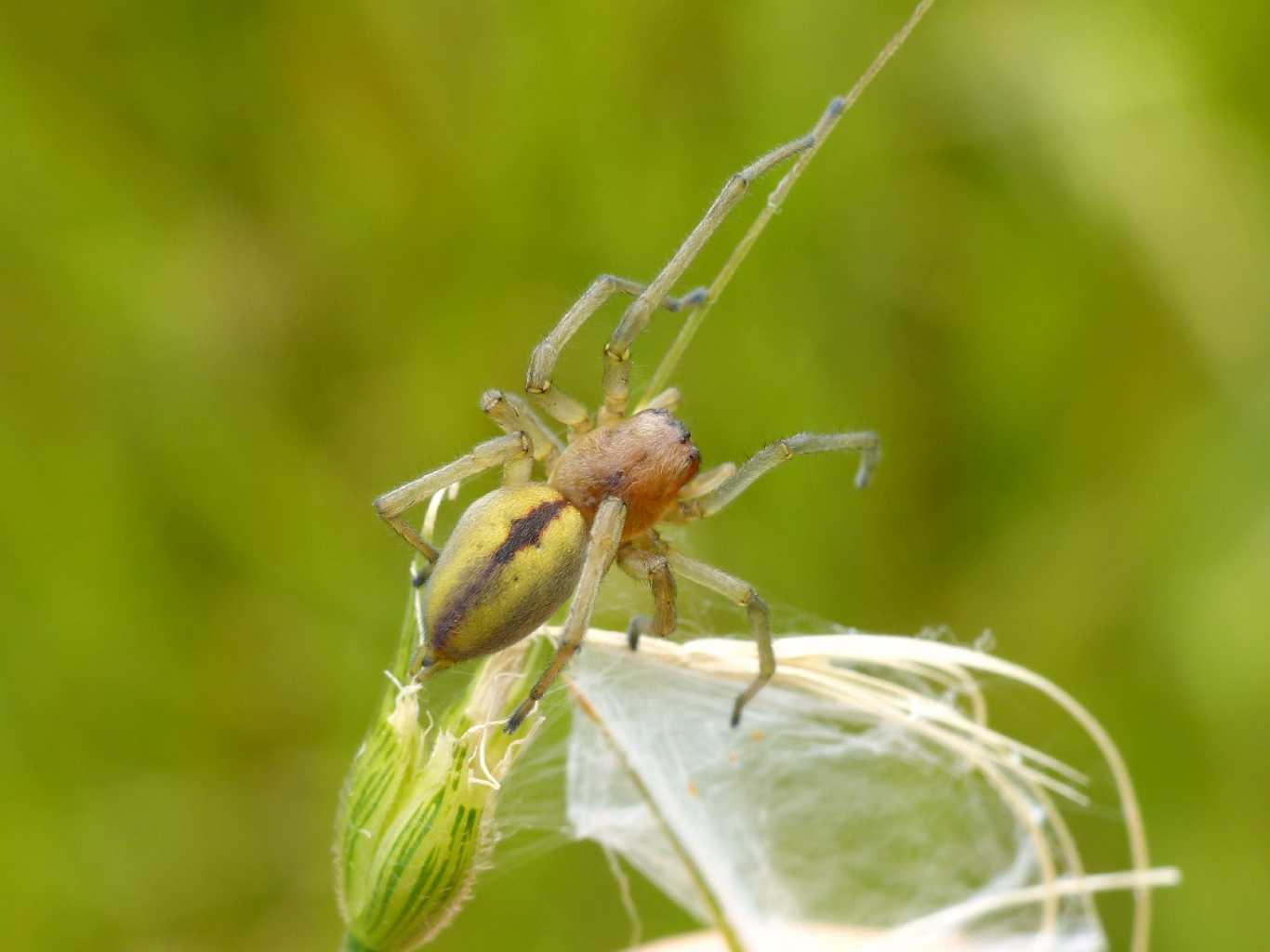 Cheiracanthium seidlitzi - Sasso Marconi (BO)